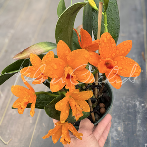 Rth. Shinfong Little Sun — Palmer Orchids